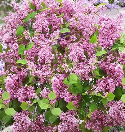 Syringa meyeri 'Flowerfesta Pink'